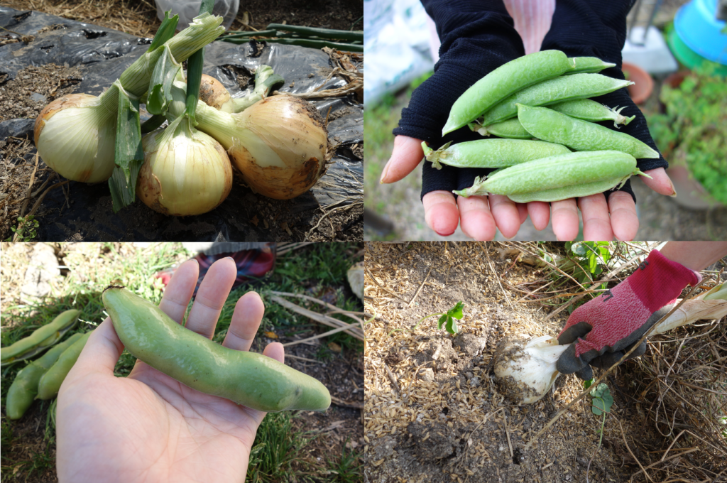 春に収穫できる野菜 家庭菜園の畑からたくさん穫ろう あぐりみち