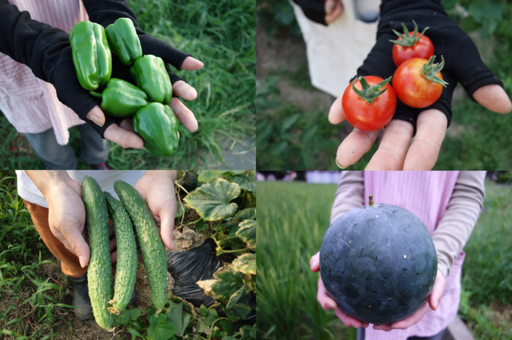 夏に収穫できる野菜 家庭菜園の畑 プランターでも簡単 あぐりみち