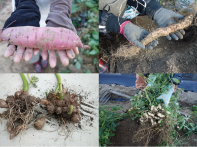 家庭菜園 野菜の育て方 初心者 土 病害虫 ガーデニング