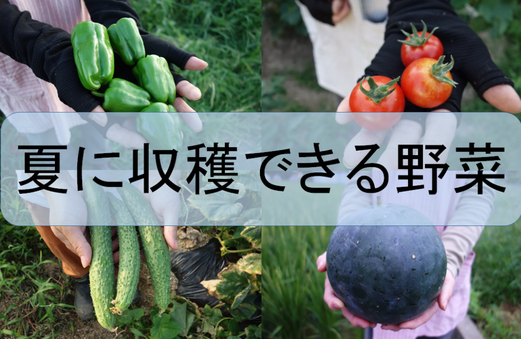夏に収穫できる野菜